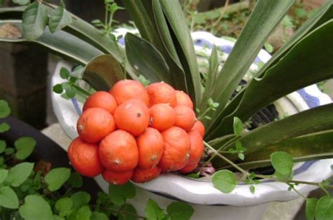 萬年青開花吉凶|萬年青開花好嗎，萬年青開花預兆什麼